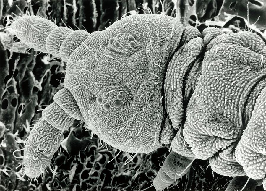 Sem Of A Springtail Head Photograph by Dr Jeremy Burgess/science Photo Library