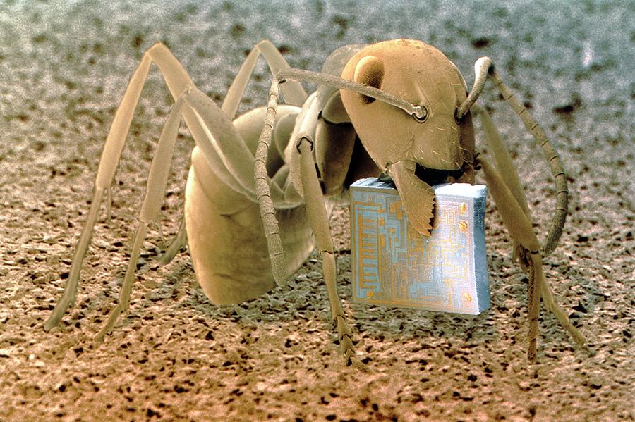 Sem Of Ant Holding A Microchip Photograph by Power And Syred