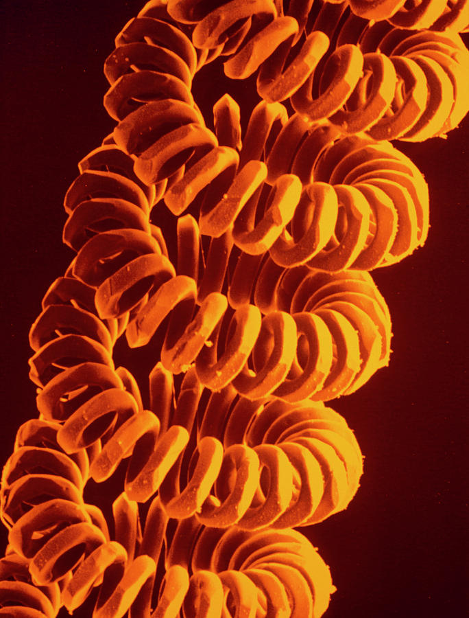 Sem Of Coiled Filament Of Electric Lightbulb Photograph by Dr Tony Brain/science Photo Library