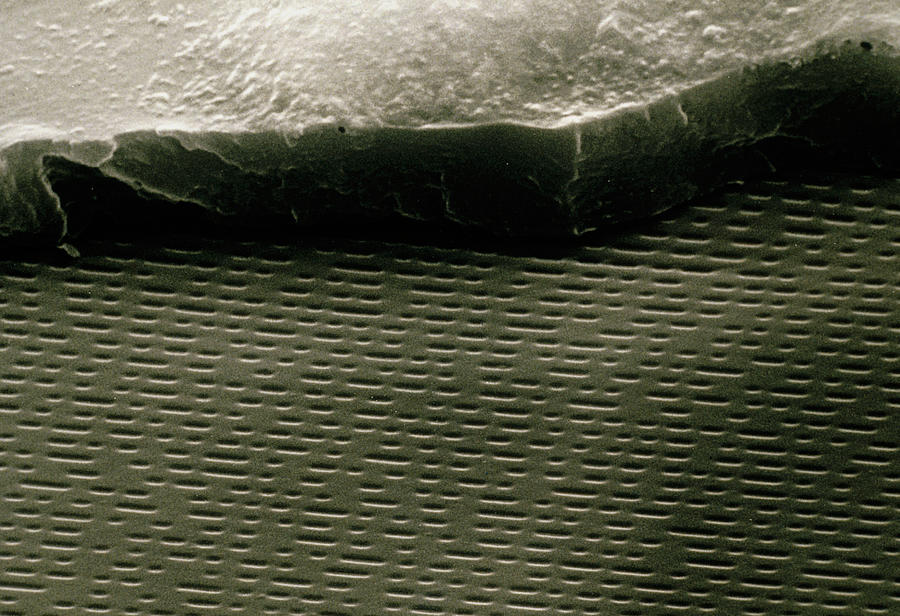 Sem Of Cracked Cd Showing Musical Layer Photograph by Dr Jeremy Burgess/science Photo Library.