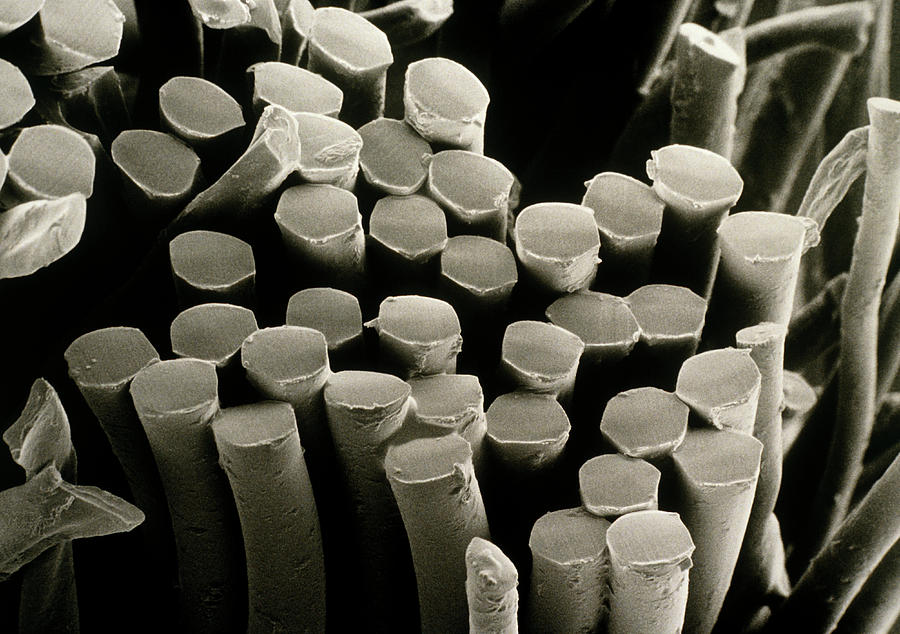 Cotton Photograph - Sem Of Cross Section Through A duet Thr by Science Photo Library