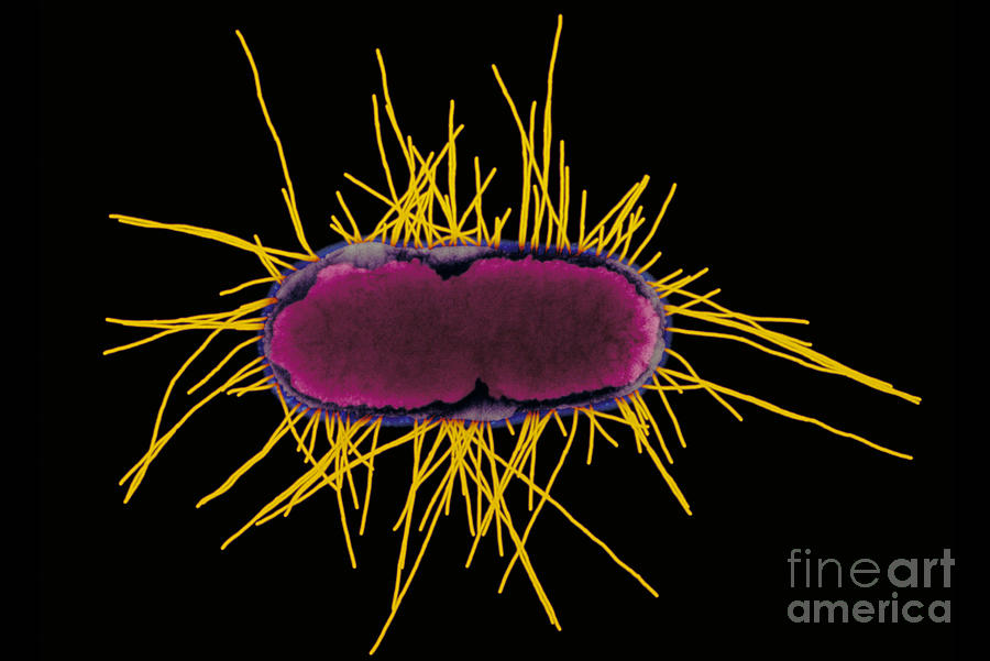 Sem Of E Coli Bacteria Photograph by Kwangshin Kim