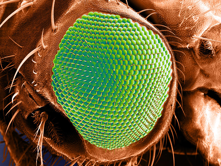 Sem Of Fruit Fly Eye Photograph by Aaron J. Bell - Fine Art America