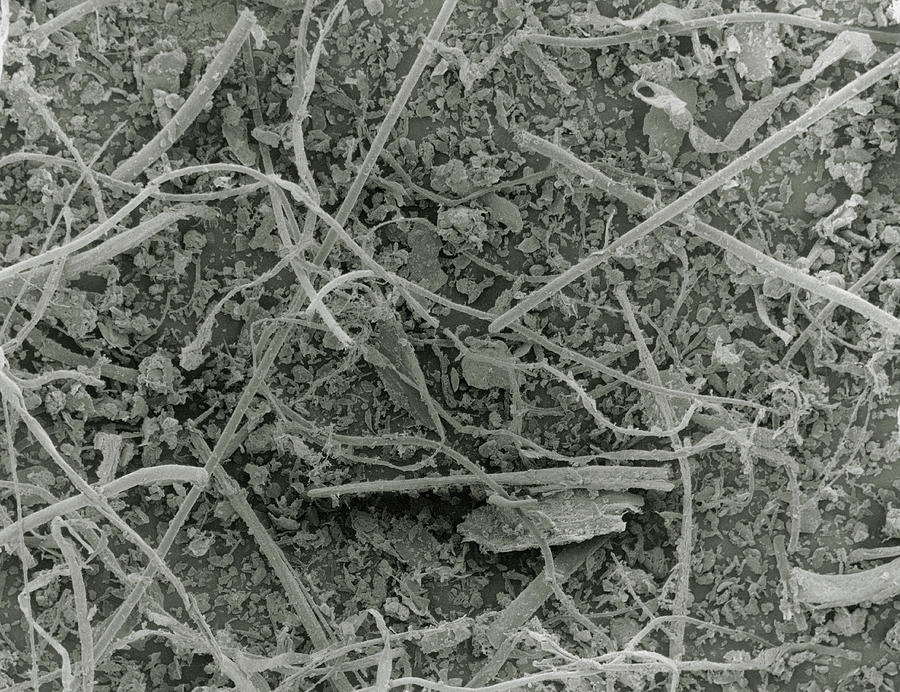 Sem Of Household Dust From Vacuum Cleaner Photograph by Science Photo Library.