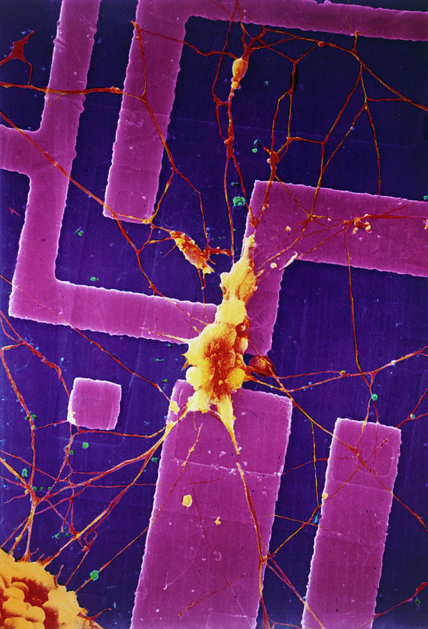 Sem Of Human Nerve Cell On Silicon Chip Photograph by Synaptek/science Photo Library