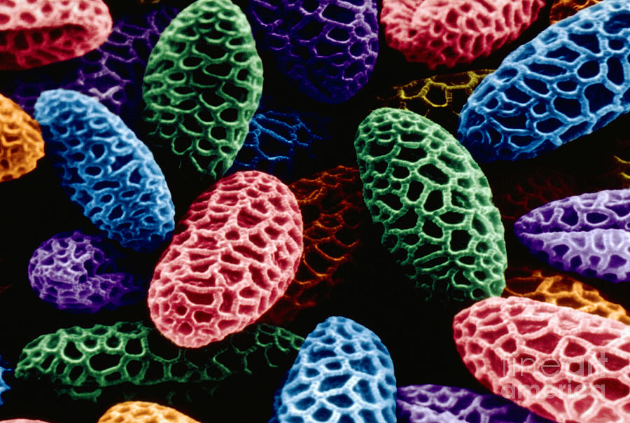Flower Photograph - Sem Of Lily Pollen by David M Phillips