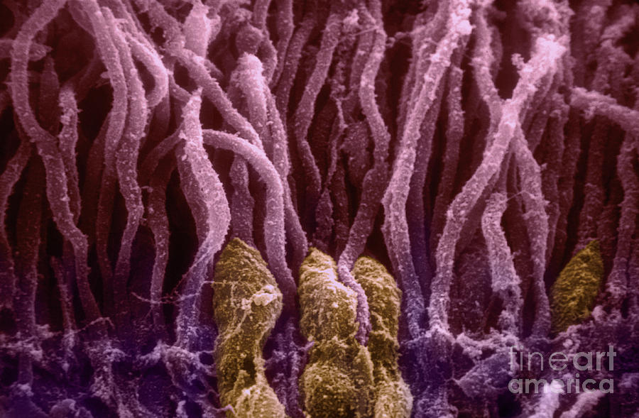 Scanning Electron Micrograph Photograph - Sem Of Rods And Cones In Retina by Ralph C. Eagle, Jr.