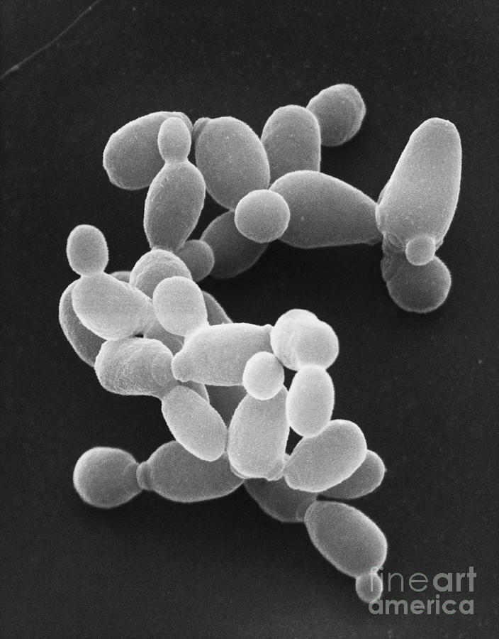 Sem Of Saccharomyces Cerevisiae Photograph by David M. Phillips