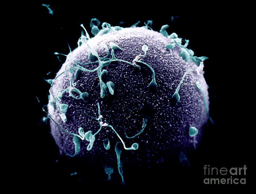 Sem Of Sperm On Egg During Fertilization Photograph by David M. Phillips