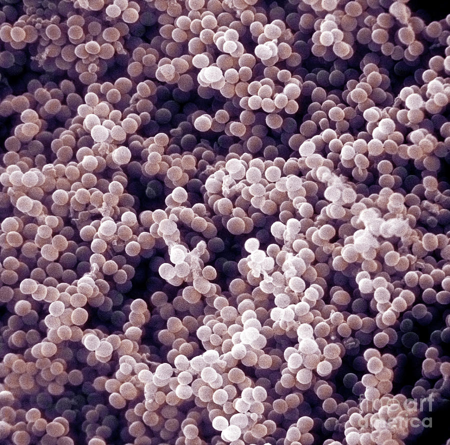 Sem Of Staphylococcus Aureus Photograph By David M Phillips Fine Art