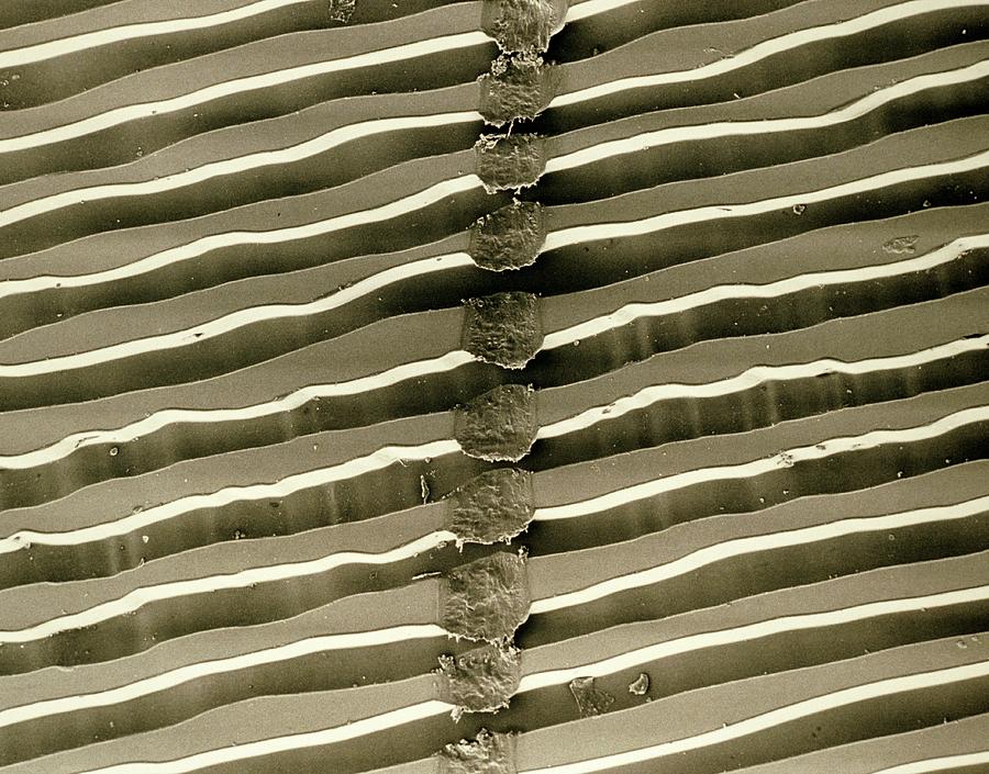 Sem Of Surface Grooves Of Scratched Lp Record Photograph by Dr Jeremy Burgess/science Photo Library.