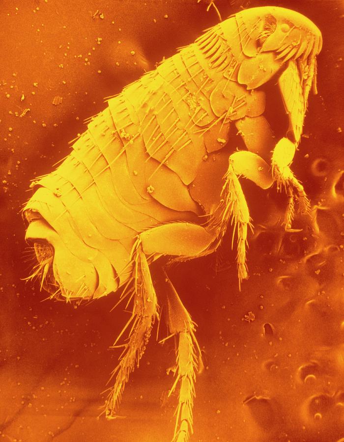 Sem Of The Dog Flea Photograph by Marilyn Schaller/science Photo Library