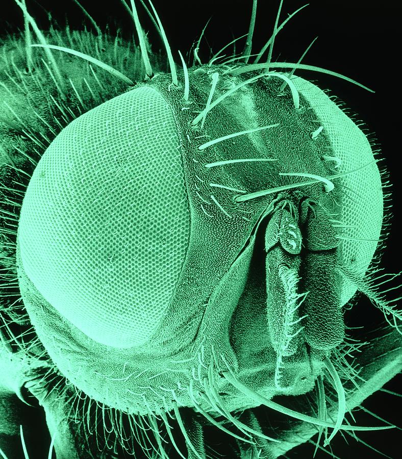 Sem Of The Head Of A Housefly Photograph by Dr Jeremy Burgess/science Photo Library
