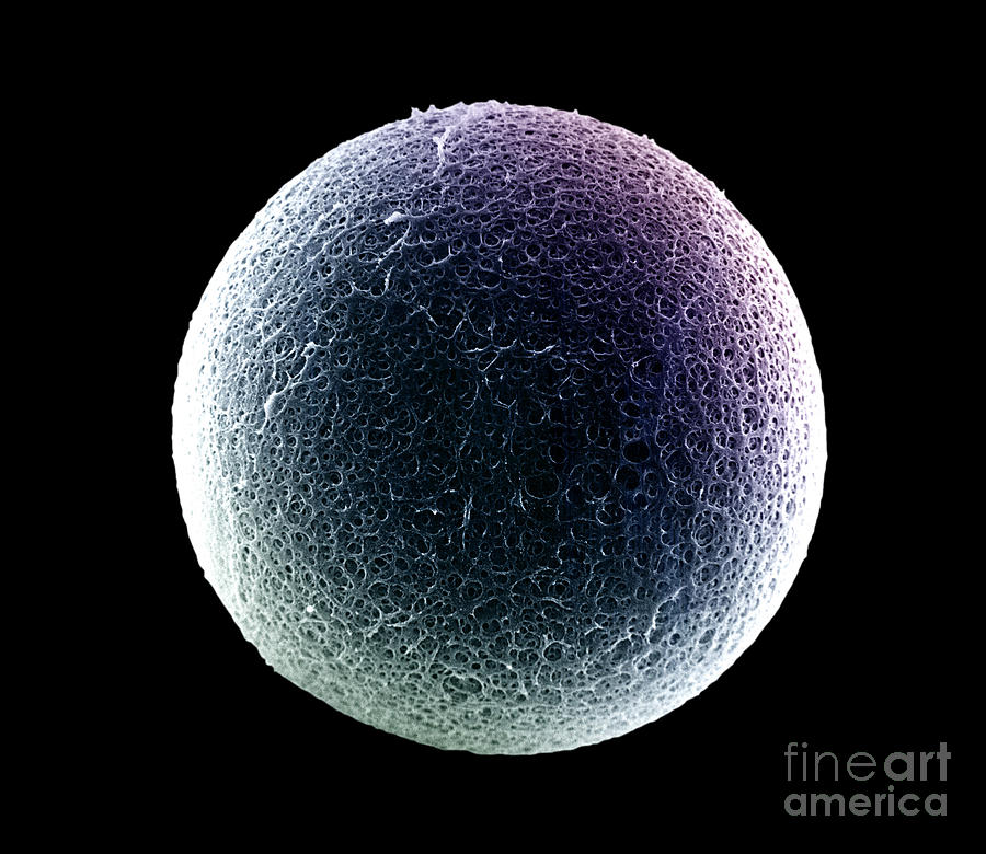 Egg Photograph - Sem Of The Surface Of The Zona Pellucida by David M. Phillips