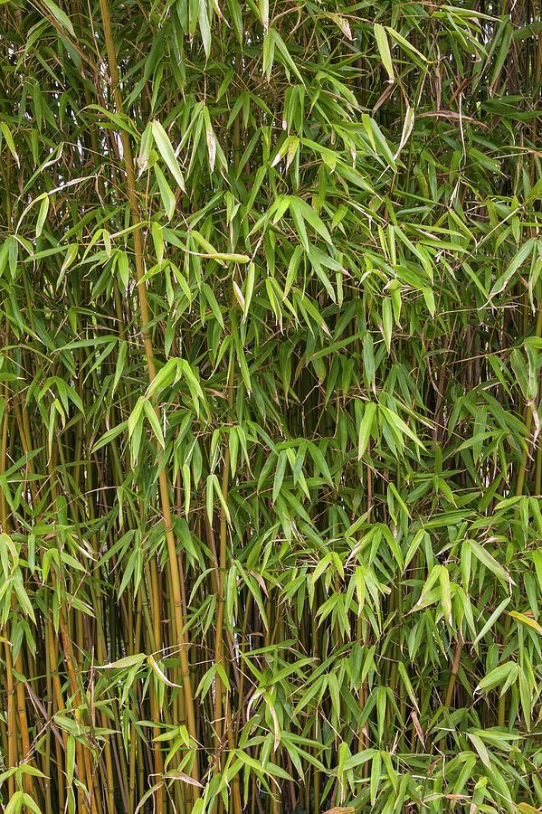 Bamboo Photograph - Semiarundinaria Yamadorii by Geoff Kidd