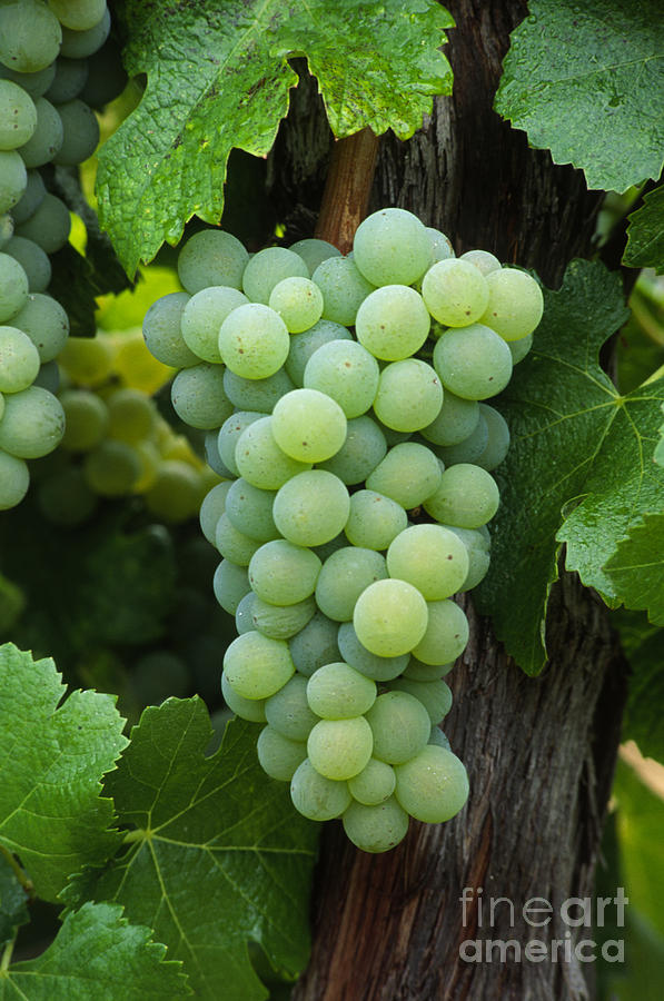 Semillon Cluster Photograph by Craig Lovell