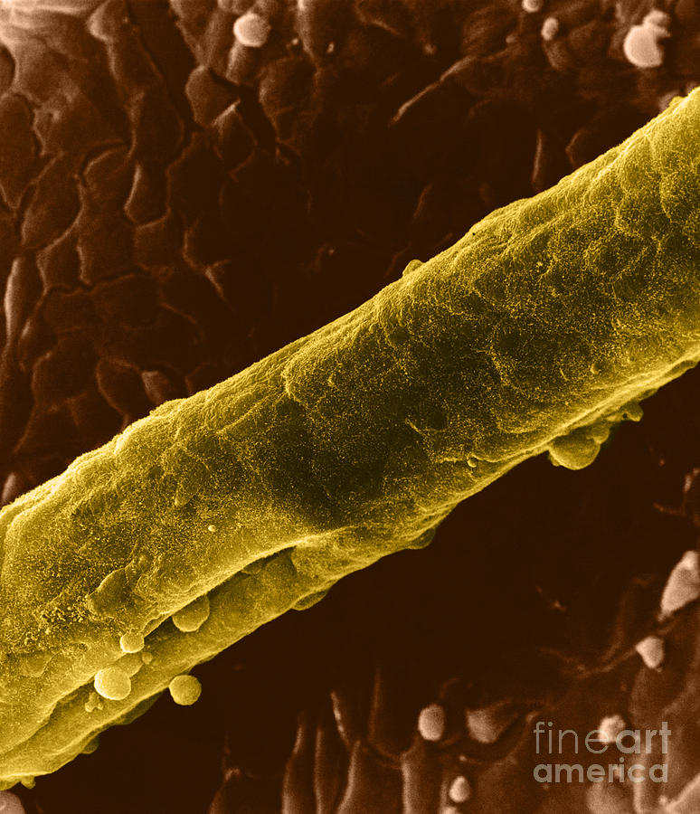 Science Photograph - Seminiferous Tubule, Sem by David M. Phillips