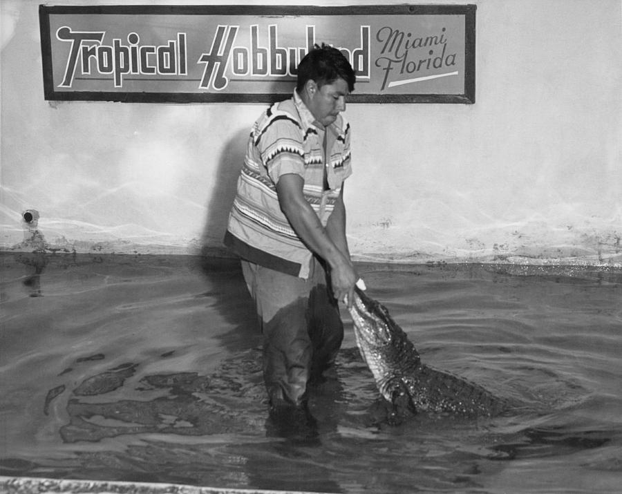 Seminole Alligator Wrestling Photograph by Underwood Archives