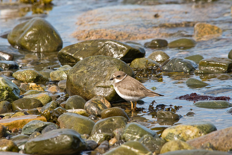 Semipalmated Plover Photograph by Andrew J. Martinez