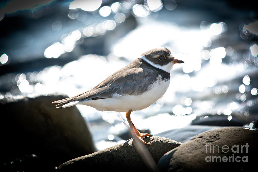Bird Photograph - Semipalmated Plover by Cheryl Baxter