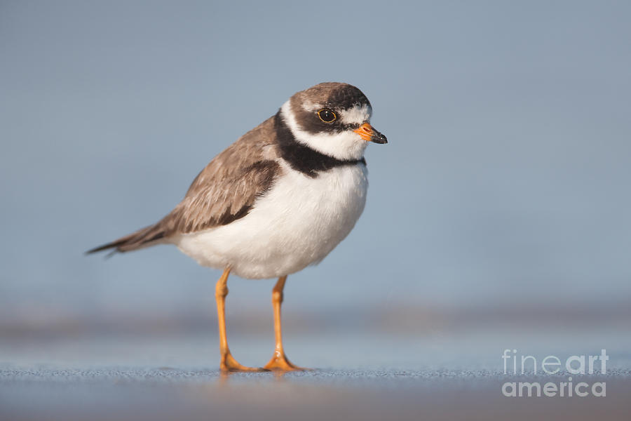 Animal Photograph - Semipalmated Plover by Clarence Holmes