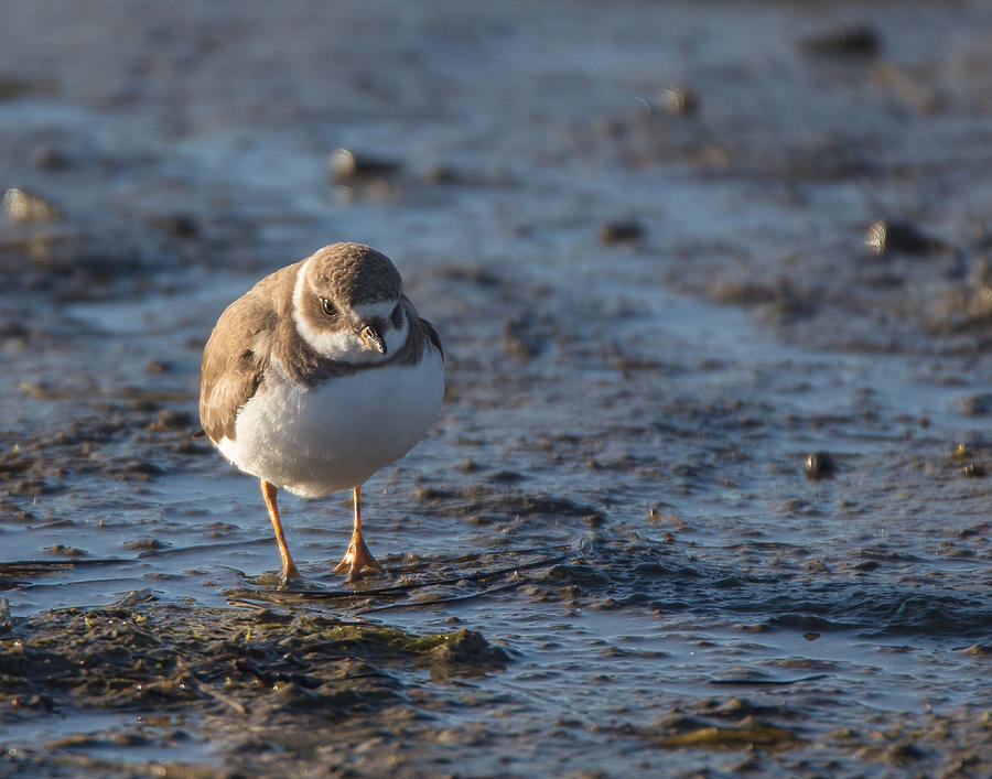 Semipalmated Plover Photograph by Dusty Wynne
