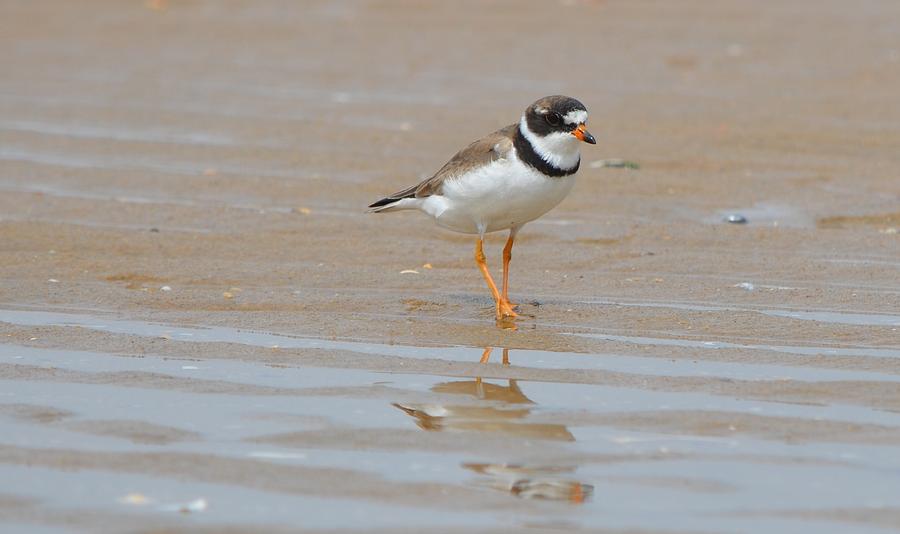 Semipalmated Plover Photograph by James Petersen