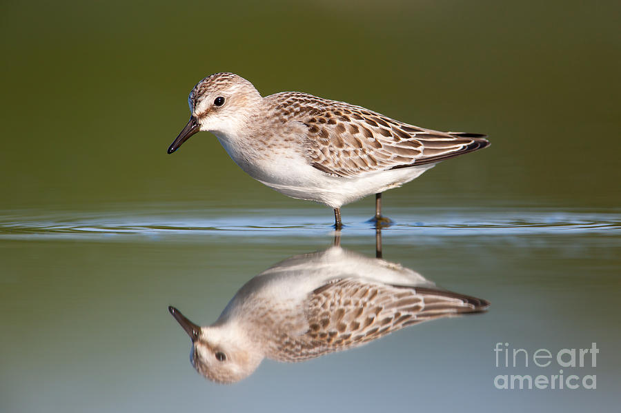 Semipalmated Sandpiper III Photograph by Clarence Holmes