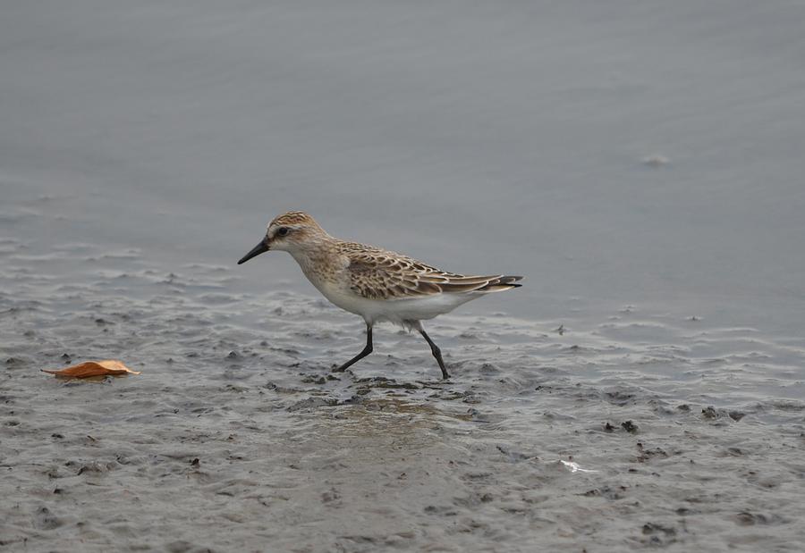 Semipalmated Sandpiper Photograph by James Petersen