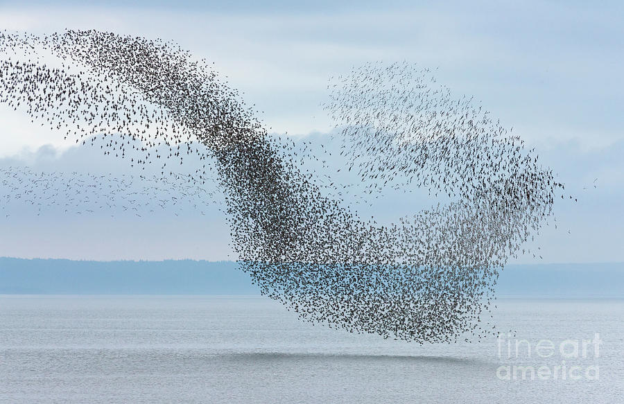 Semipalmated Sandpipers Flying Over Bay Photograph by Yva Momatiuk and John Eastcott