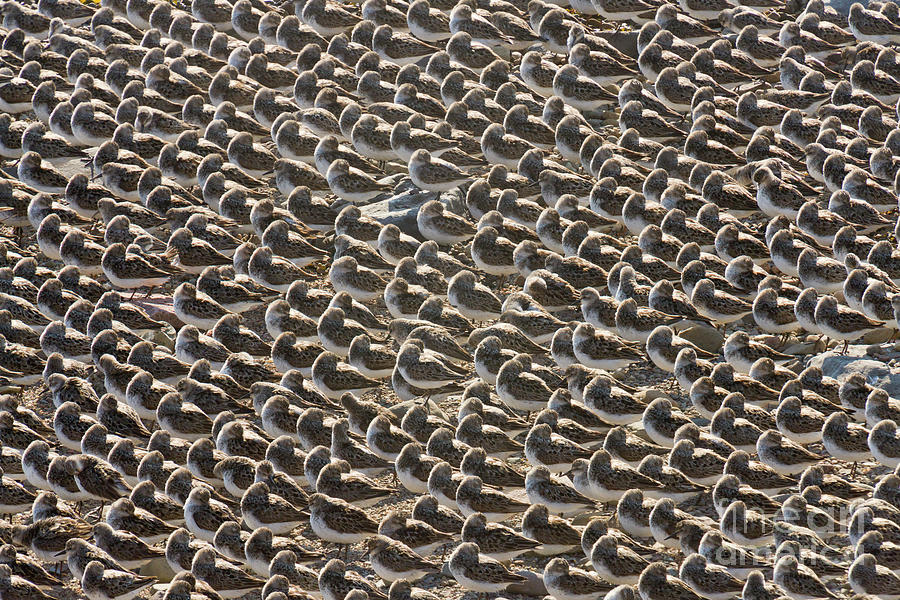 Mp Photograph - Semipalmated Sandpipers Sleeping by Yva Momatiuk John Eastcott