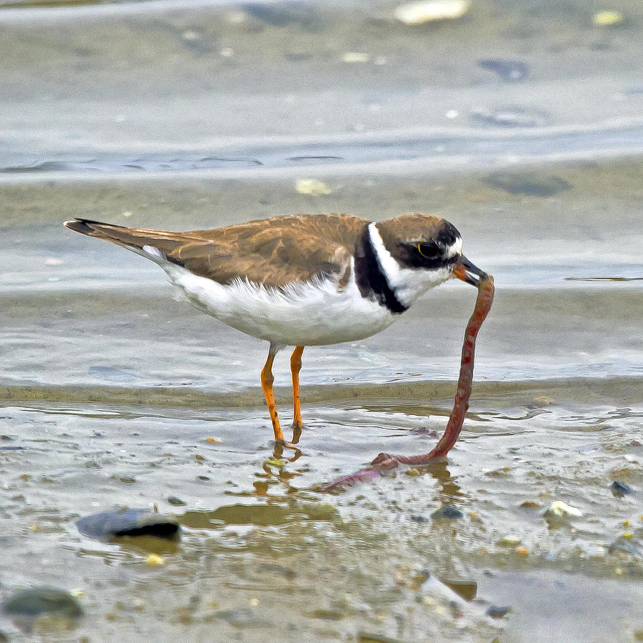 Wildlife Photograph - Semipalmated Plover With Sea Worm by Constantine Gregory