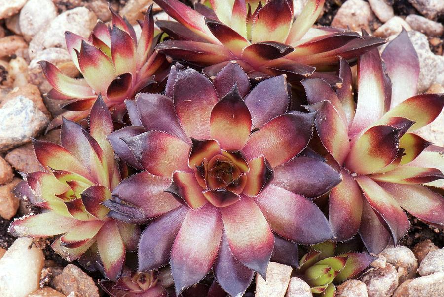 Sempervivum bronco Photograph by Adrian Thomas/science Photo Library
