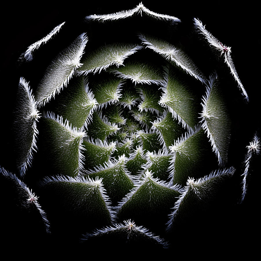 Sempervivum Rosette Photograph by Victor Mozqueda