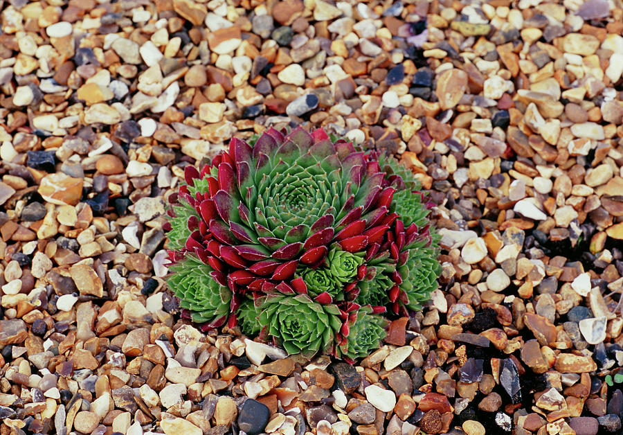 Sempervivum 'rubra Ray' by Anthony Cooper/science Photo Library