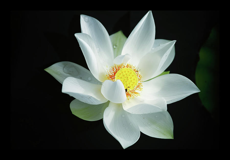 Sen Trang  -  White Lotus Photograph by Jethuynh