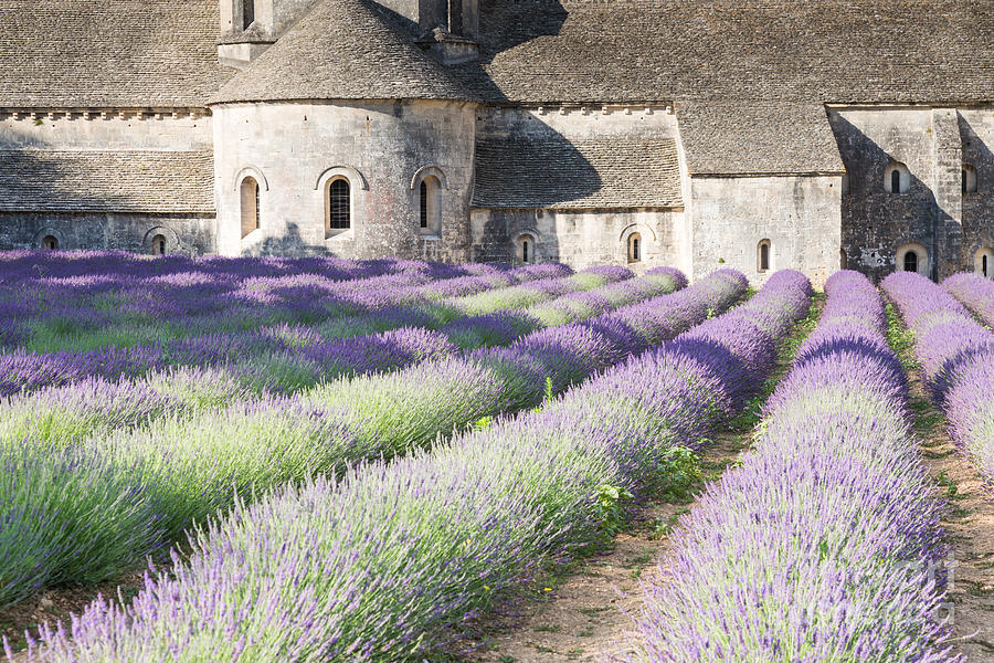 Lavender Field, Abbey of Senanque, Near Gordes, Provence, France скачать