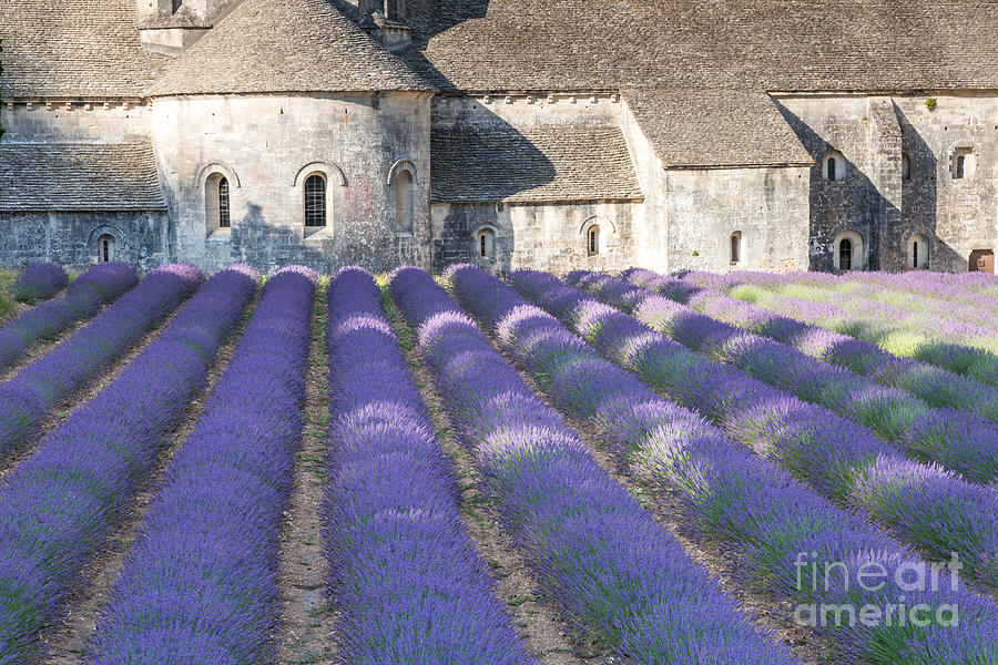 Senanque abbey and lavender field - Provence France Photograph by Matteo Colombo