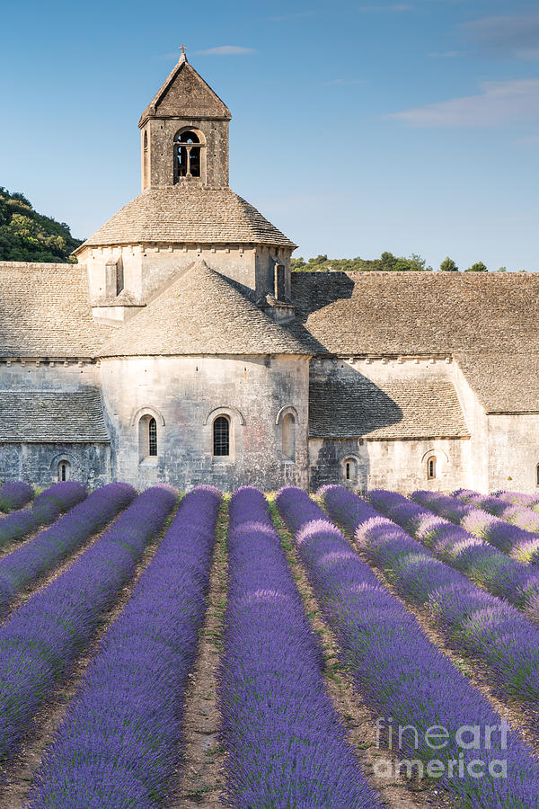 Senanque abbey and lavender field in Provence - France Photograph by Matteo Colombo