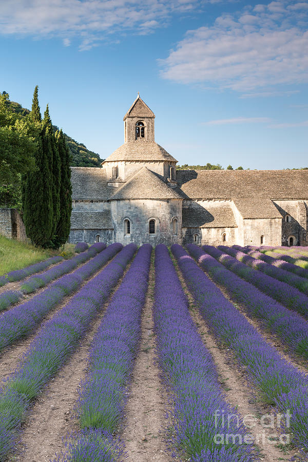 Senanque abbey and lavender fields - Provence - France Photograph by Matteo Colombo