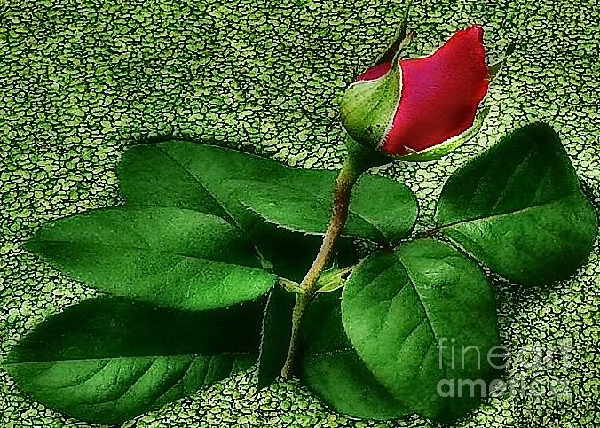 Rose Photograph - Send your love - Greeting card only by Scott Allison