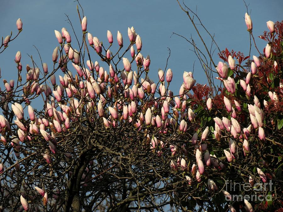 Seneca Magnolias Photograph by Chris Anderson