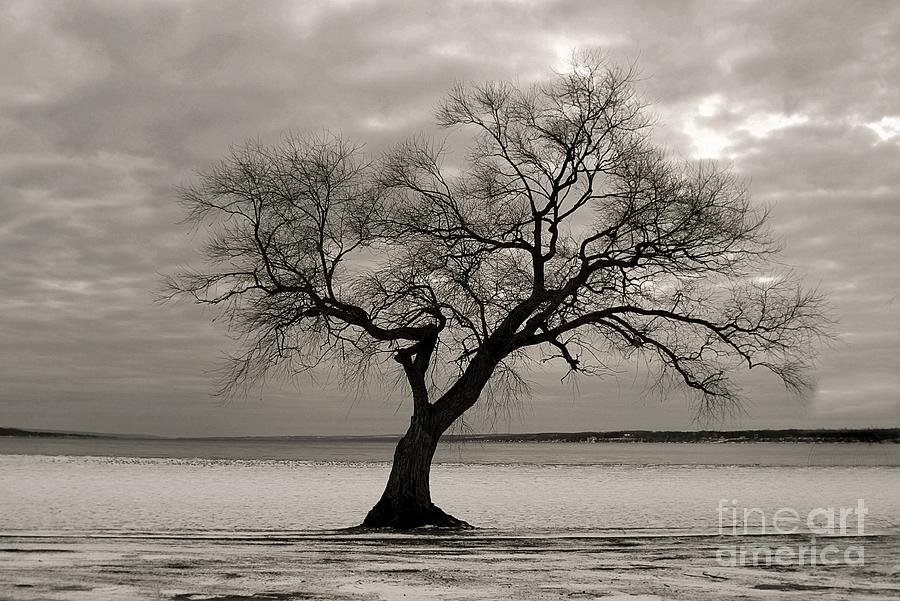 Tree Photograph - Seneca Strong by Stephanie  Buckley