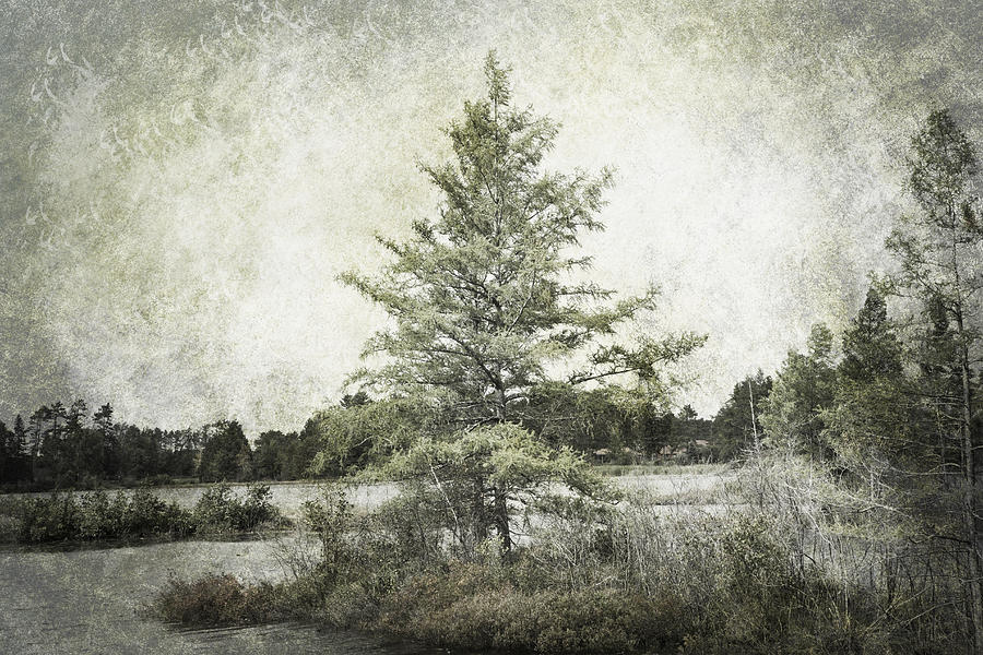 Seney Silver Photograph by Evie Carrier