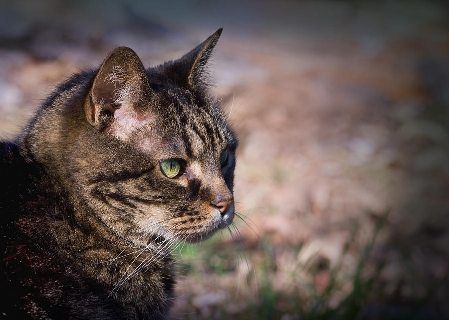 Senior Cat Photograph by Melinda Fawver