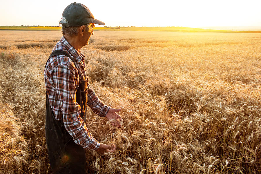 Senior farm worker examining wheat crops field Photograph by Valentinrussanov