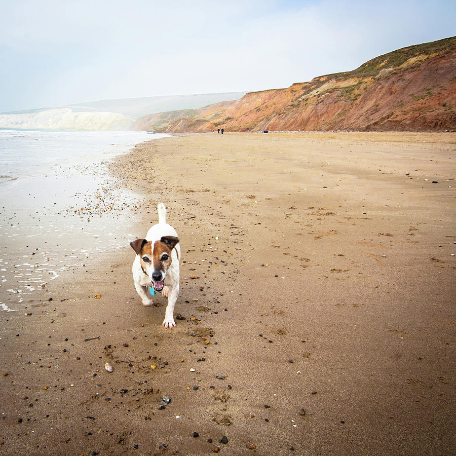 Senior Jack Russell Terrier Running On Photograph by Gollykim