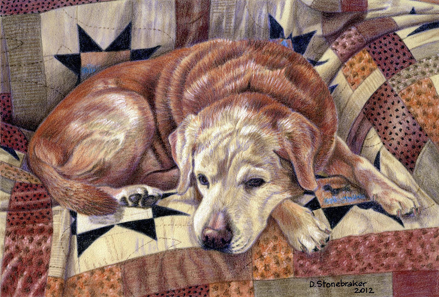 Labrador Retriever Drawing - Senior Siesta by Debbie Stonebraker