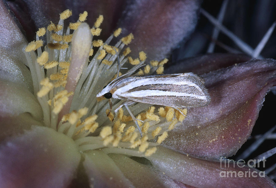 Senita Moth Photograph by Gregory G. Dimijian, M.D. - Fine Art America