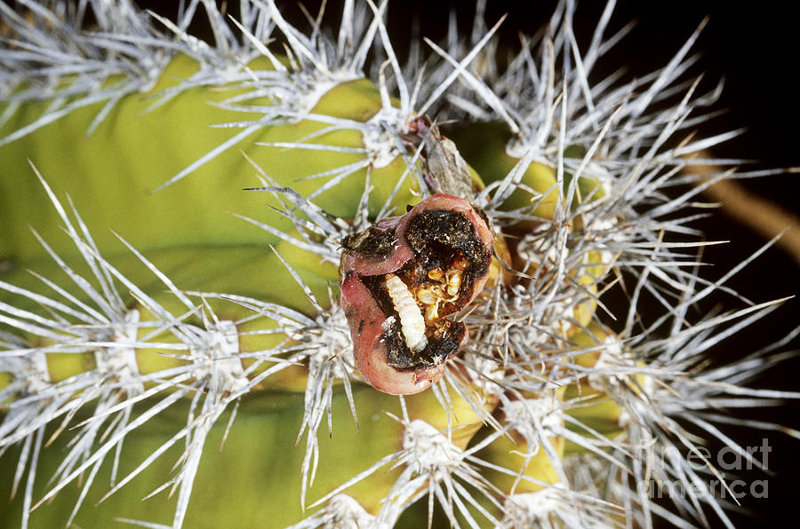 Senita Moth Larva Photograph by Gregory G. Dimijian, M.D. - Fine Art ...